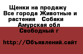 Щенки на продажу - Все города Животные и растения » Собаки   . Амурская обл.,Свободный г.